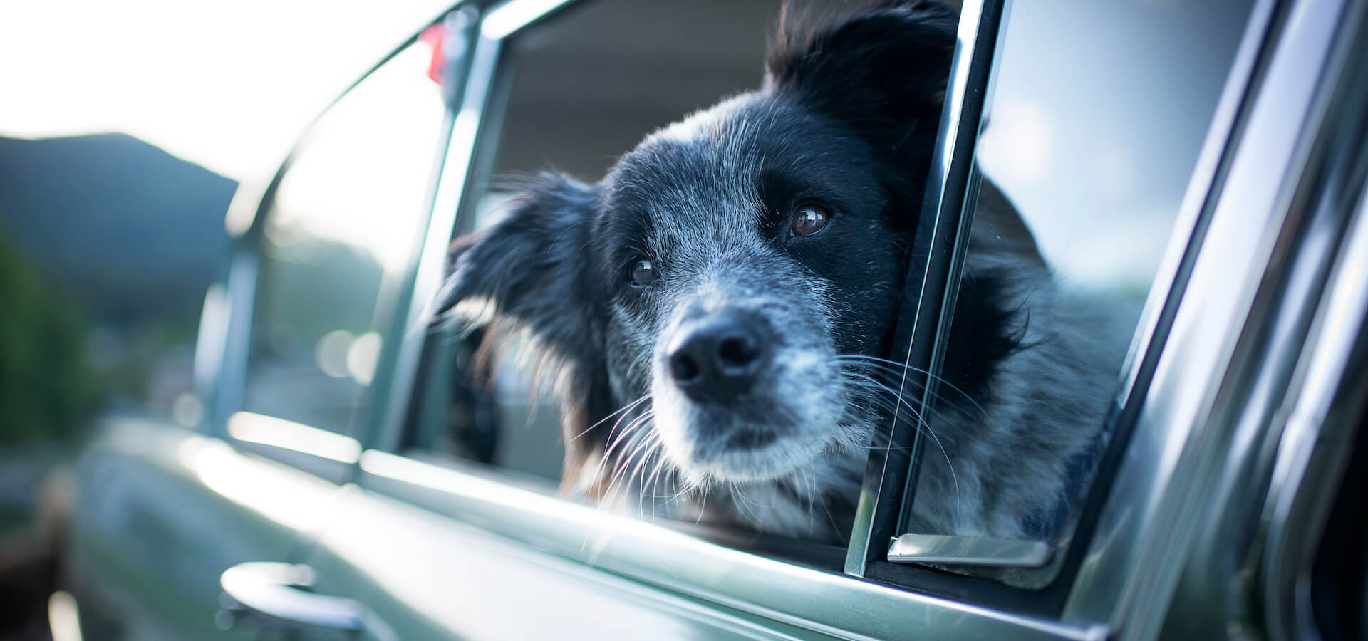 Tips for moving with pets dog car window
