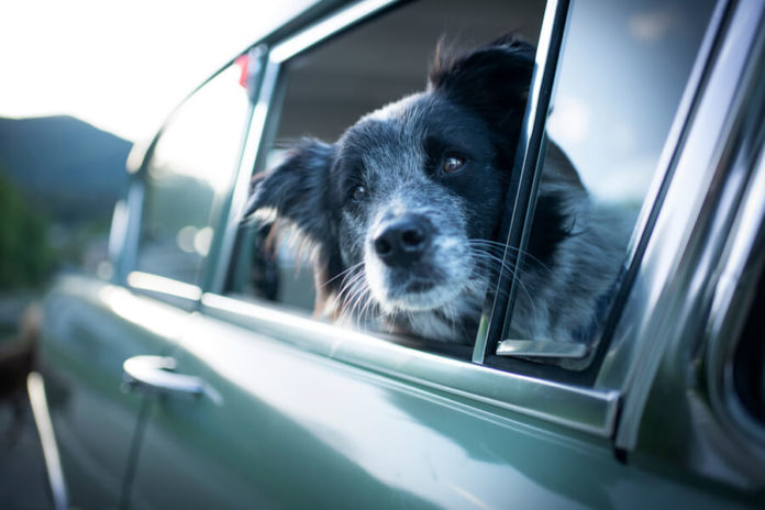 5 essential tips for moving house with a pet - Homely