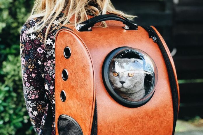 how to move with cats leather cat backpack