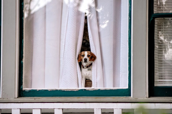 separation anxiety dogs beagle