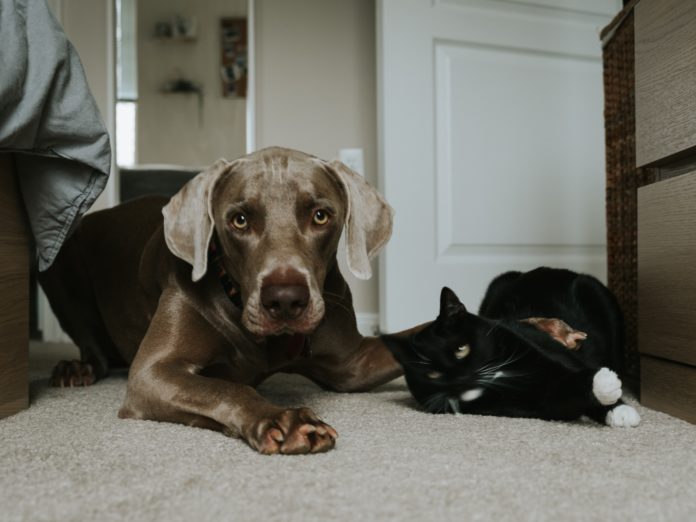 dog with paw over black cat lying on floor