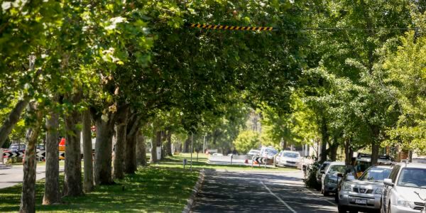 leafy tree lined street with cars parked either side