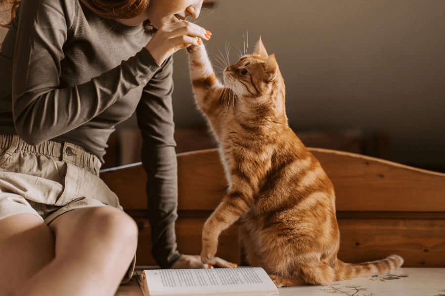 Tenant sitting with a book and their active orange cat